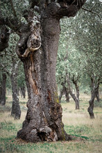 Ancient Holm Oak Forest (Quercus Ilex) In A Foggy Day With Centenary Old Trees, Zamora, Spain.