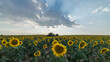 © Juan Lopez Ruiz/ADDICTIVE STOCK - Picturesque landscape of vast agricultural field with blooming yellow sunflowers in summer countryside