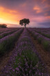 © Juan Lopez/ADDICTIVE STOCK - Majestic scenery of lonely tree growing in field with blooming lavender flowers on background of colorful sundown sky