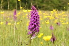 A Beautiful Purple Wild Orchid In A Low Yield Pasture With Yellow Buttercups And Rattles In A Nature Reserve In Zeeland, The Netherlands In Springtime
