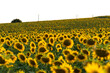 © Juan Lopez Ruiz/ADDICTIVE STOCK - Picturesque landscape of vast agricultural field with blooming yellow sunflowers in summer countryside