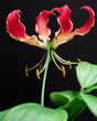 © Giovanna Graf - closeup of red flame lily on black background