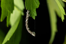 Small Caterpillar Of Some Species Of Moth Of The Family Geomitridae Hanging On A Green Leaf