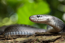 Portrait Aesculapian Snake Zamenis Longissimus With Parcial Melanism In Nature
