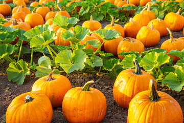 pumpkin patch at halloween