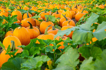 pumpkin patch at halloween