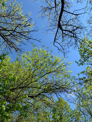 Poster - Low angle shot of high trees with green leaves in the forest