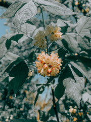 Poster - Closeup shot of blossoming chestnut tree and flower in springtime