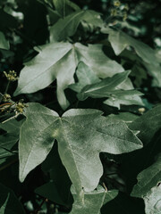 Poster - Closeup shot of field maple (Acer campestre) leaves in the forest