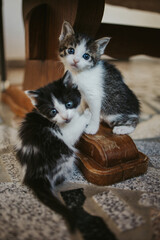 Vertical shot of a two cute kittens sitting by a wooden table leg