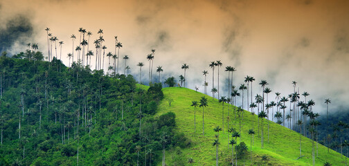 Wall Mural - Rainy alpine landscape of Cocora valley, Salento, Colombia, South America