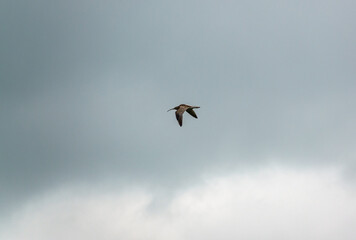 a spring curlew in low level flight over meadow on Salisbury Plain military exercise grounds Wiltshire