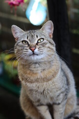 Poster - portrait of a cat