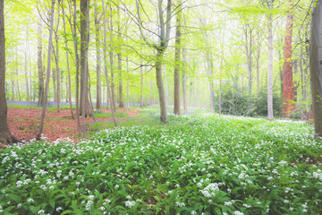 Wall Mural - Scenic, idyllic green natural woodland and forest floor of wild garlic (Allium ursinum) at Dalkeith Country Park, Edinburgh, Scotland in Spring.