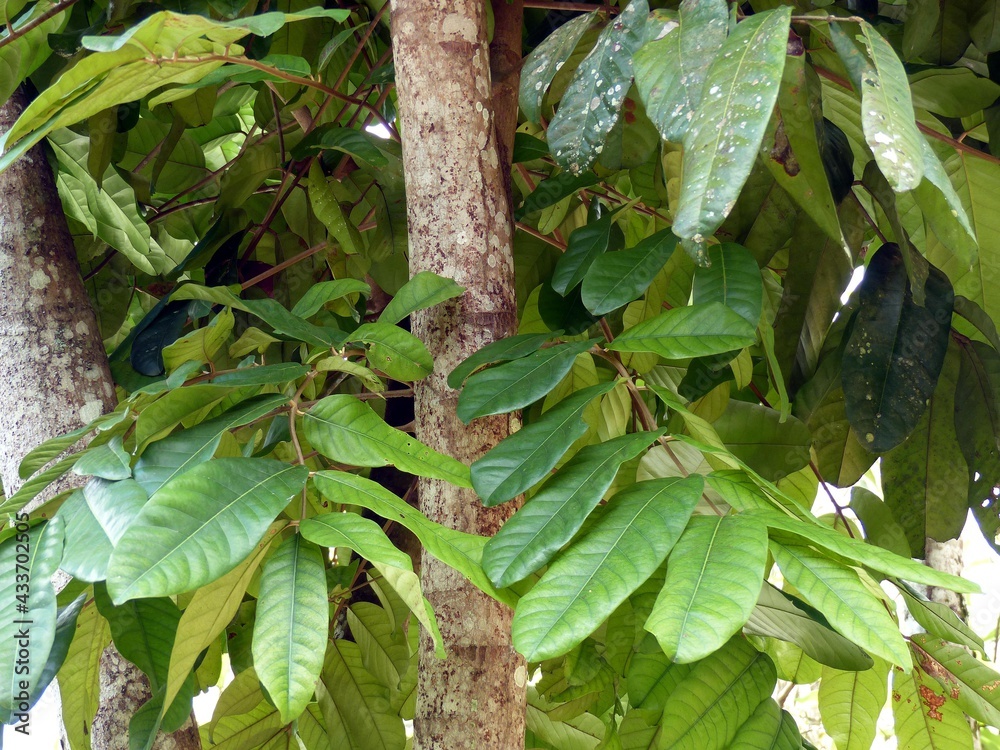 Carapit Tree Carapa guianensis is a species of tree in the family Meliaceae, also ...
