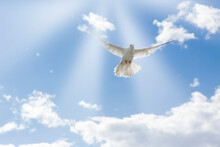The Wing Of A White Dove Glows In The Sun. A Pigeon Flies In The Blue Sky, Against The Background Of A Cloud
