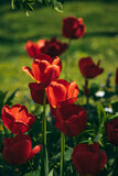 Fototapeta Tulipany - red and yellow tulips