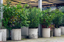 Gray Cement Concrete Flowerpots With Deciduous Plants In The Backyard With A Canopy, Minimalist Decorative Pot With Exotic Trees On The Terrace Of The Cafe Nobody.