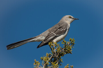 Wall Mural - a northern mockingbird on a tree top branch with blue sky in the background