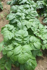 Canvas Print - Potato cultivation. Growing of potato in kitchen garden.