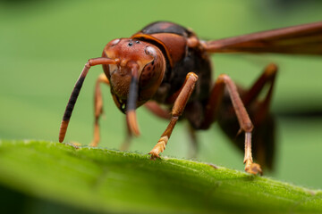 Wall Mural - red wasp on macro