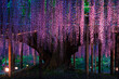 The majestic wisteria tree lit up at night.