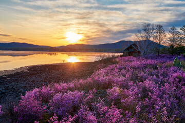 Wall Mural - The azalea is full bloom in the lakeside sunrise.