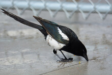 Black Billed Magpie Also Called American Magpie Bird Drinking Water From Crack In Sidewalk On A Rainy Day