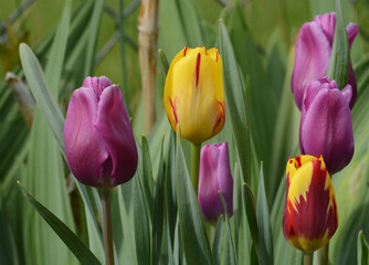 Wall Mural - Springtime purple and yellow and red tulips blooming in green garden