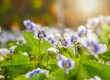 Wild violets close up with white and violet petals, green leaves, soft focus, sun flare in background