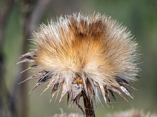 Wall Mural - Thistle Head