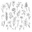 Set of herbs and flowers in the style of doodle. Collection of isolated elements on a white background. Contour.