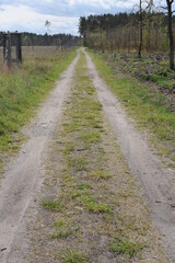 Wall Mural - Straight dirt road through the thick wild forest in Europe with beautiful clouds and fresh green grass and leaves on trees