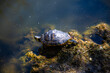 Turtle in the pond at Westpark, Munich