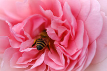 Pink Rose Flower With A Bee