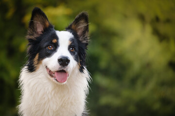 Border collie and Australian shepherd dog breed