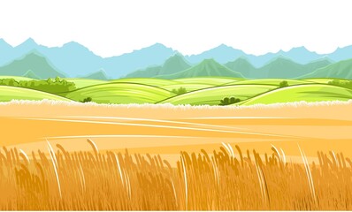 Wall Mural - wheat fields. rural village landscape. meadow hills and pastures. ears of cereals: barley, rye. summ