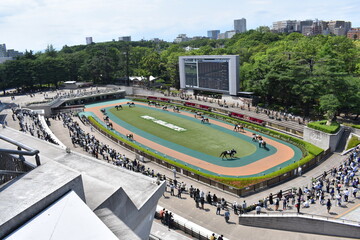 Canvas Print - 東京競馬場