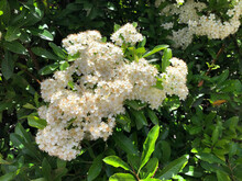 Pyracantha Coccinea With Tiny White Flowers. Scarlet Firethorn In Bloom In Springtime
