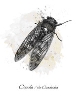 Cicada Insect In Black And White Graphics. Can Be Used For Design Purposes 