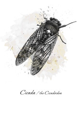 cicada insect in black and white graphics. Can be used for design purposes 