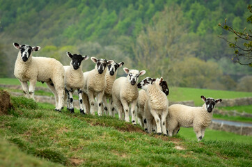 Wall Mural - swaledale mule lambs in springtime. a fine flock of eight well grown lambs, facing forward on a hill