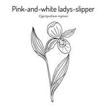 Queens Ladys-slipper Cypripedium Reginae , State Flower Of Minnesota
