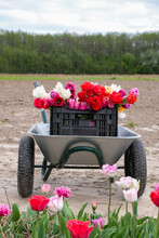 Metal Wheelbarrow With Flowers On Field Background. Plastic Box With Tulips In A Wheelbarrow On The Ground Background. Flower Business Concept. Vertical Image.   
