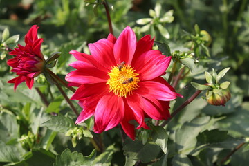 Wall Mural - bees sitting on a blossomed red and yellow dahlia