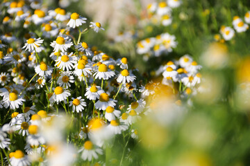 Chamomile flower field. Camomile in the nature. Field of camomiles at sunny day at nature. Camomile daisy flowers in summer day. Chamomile flowers field wide background in sun light