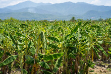 Banana Tree Field Against Mountains Background