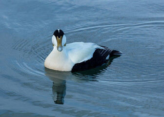 Male Eider Duck swimming in blue water with ripples and reflection.