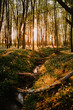 Beautiful panorama view of a forest with tree silhouettes and sunset warm light glow. White wild garlic flowers on the floor of a outdoor forest with colorful orange evening light glow and peaceful 