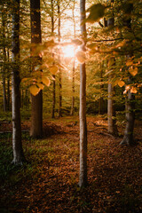 Wall Mural - Colorful summer forest with warm sunset light coming into the forest with tree silhouettes and relax natural scenery. Warm vibes in the spring nature woodland